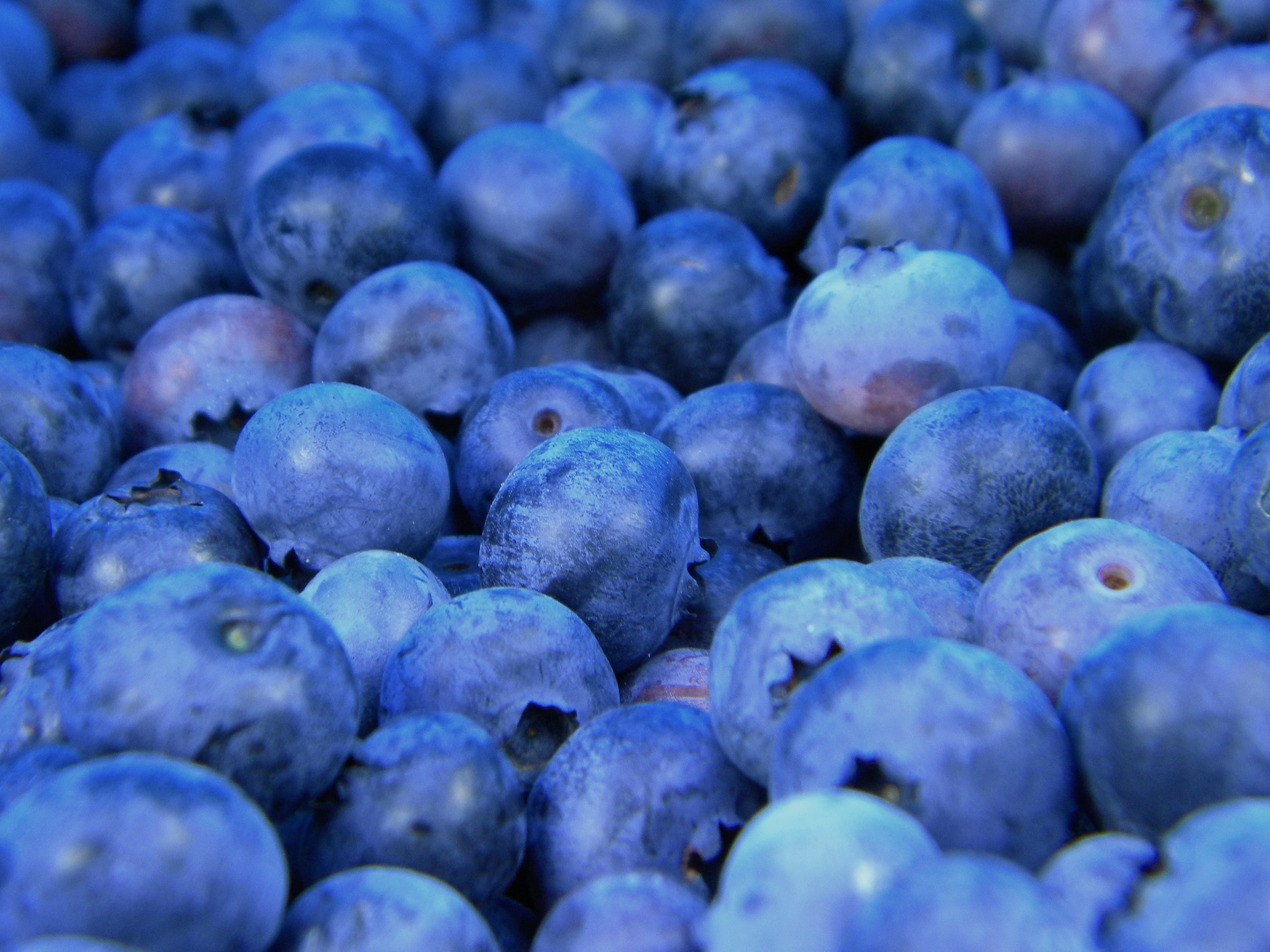 photo of blueberries